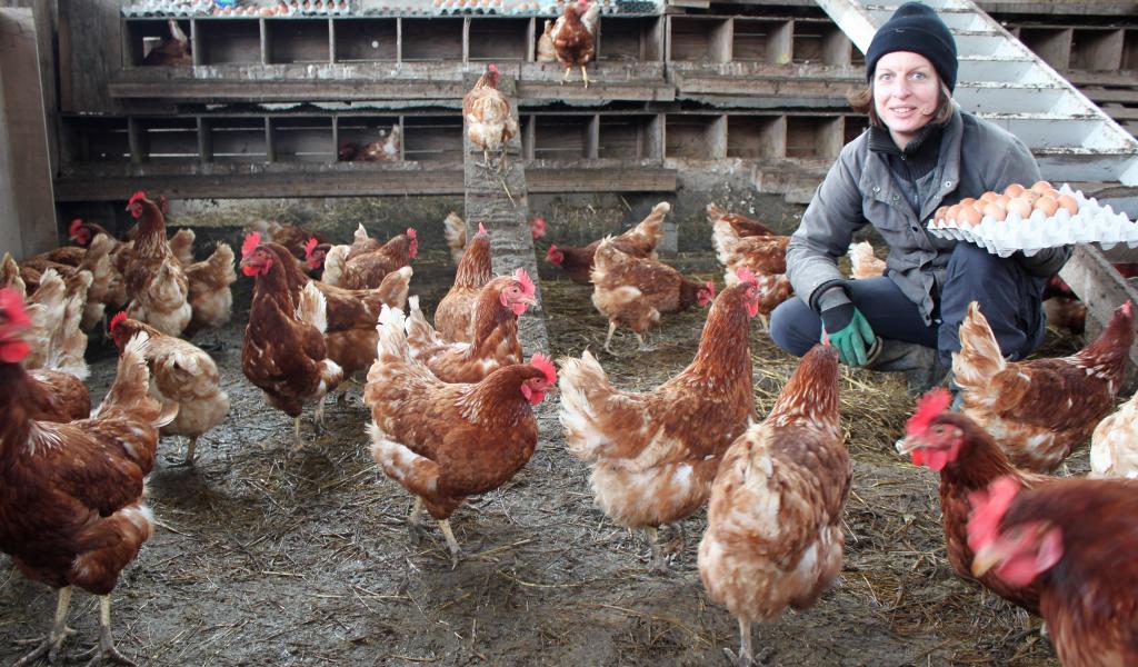 Aurélie passe tous les jours ramasser les oeufs de ses « petites rousses ». Avec son mari Antoine, elle a aussi le projet d’élever des volailles de chair. L’atelier de poules pondeuses déjà installé sur le site de la Pépiterre leur permet de se rôder au métier mais aussi de commencer à mettre en place un réseau de fournisseurs, un circuit de distribution… © S. Biju