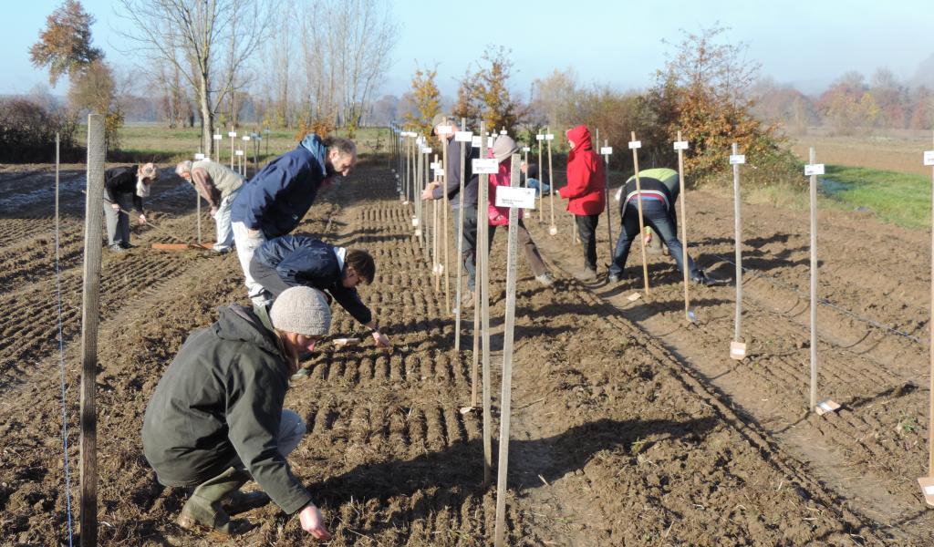 Fin novembre, 19 jardiniers se sont réunis dans le Tarn pour semer 54 variétés de la collection de Pétanielle. © Pétanielle