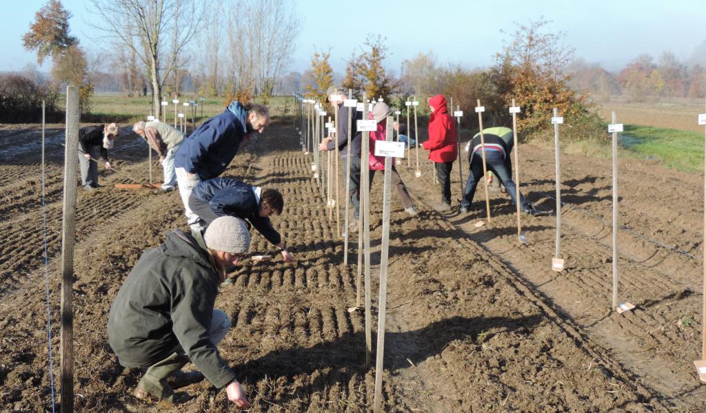 Fin novembre, 19 jardiniers se sont réunis dans le Tarn pour semer 54 variétés de la collection de Pétanielle. © Pétanielle