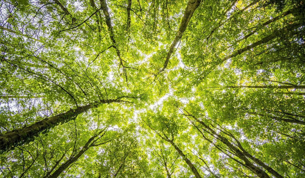 Forêt ONF en crise