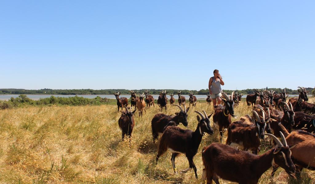 Photo : Virgine Jourdan. Dans plusieurs communes littorales, les lois Alur et littoral ont permis aux communes de sortir près de 1200 hectares des zones urbanisables à moyen ou long terme. Aujourd'hui classées naturelles ou agricoles, elles ne sont pas encore mobilisées pour une production nourricière. 