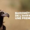 Vautour moine © Christian Aussaguel